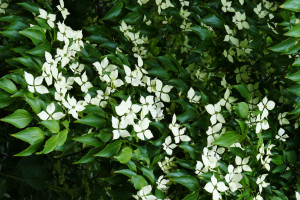 Cornus kousa schmetterling 